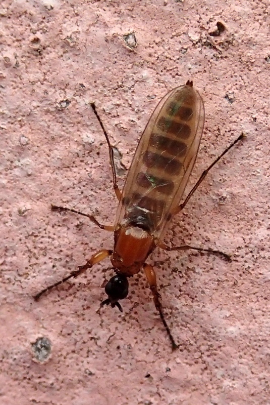 Femmina di Bibionidae: Dilophus bispinosus